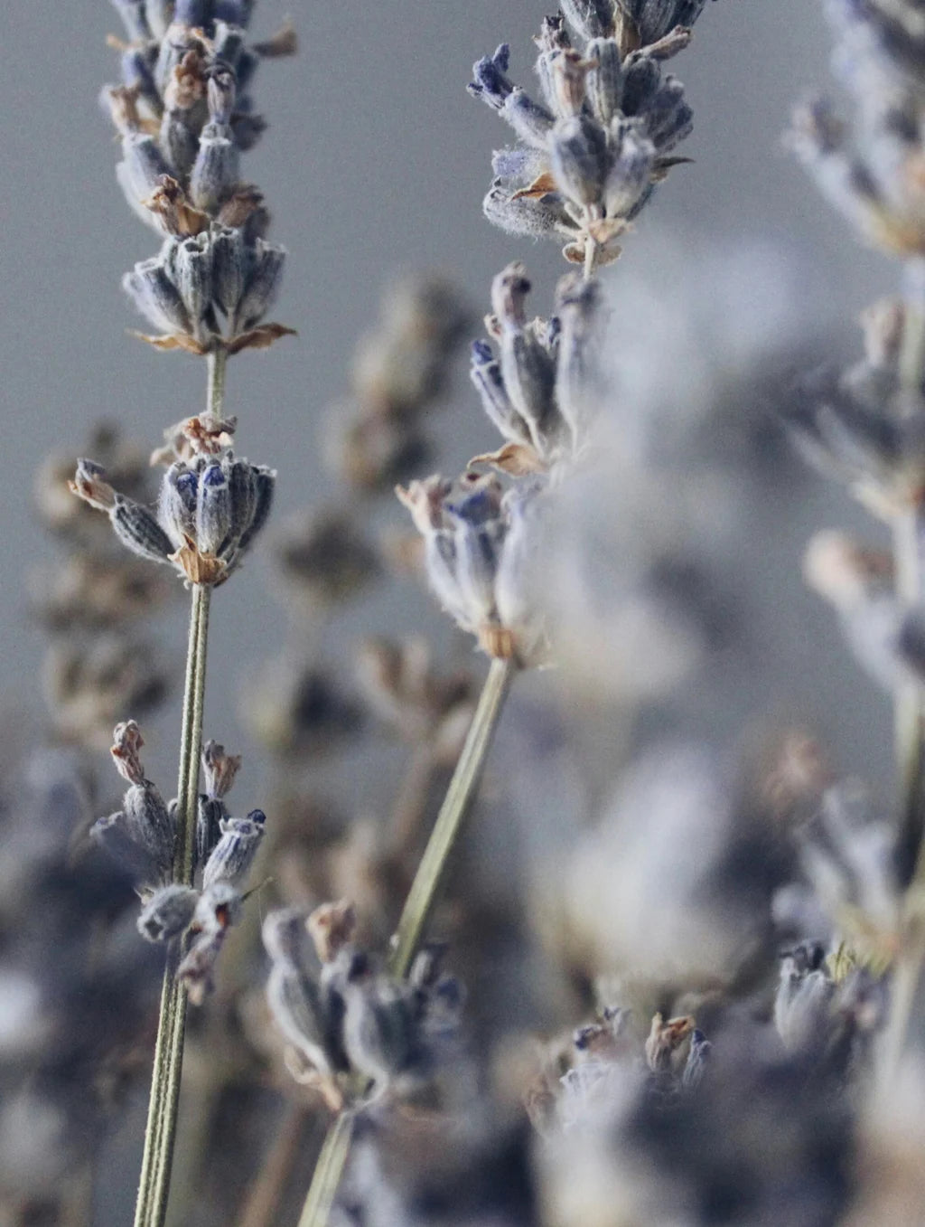 Magnesium Lavender Bath Salt